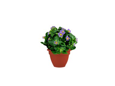 Exacum or Exacum tetragonum plant and flowers pot on white background clipart