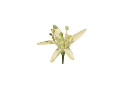 Beyaz arka planda Bergera koenigii veya Curry ağacı çiçekleri