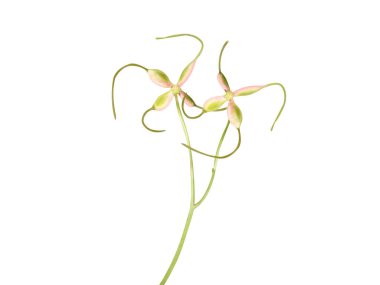 Beyaz arkaplanda Clematis recta veya Clematis meyveleri