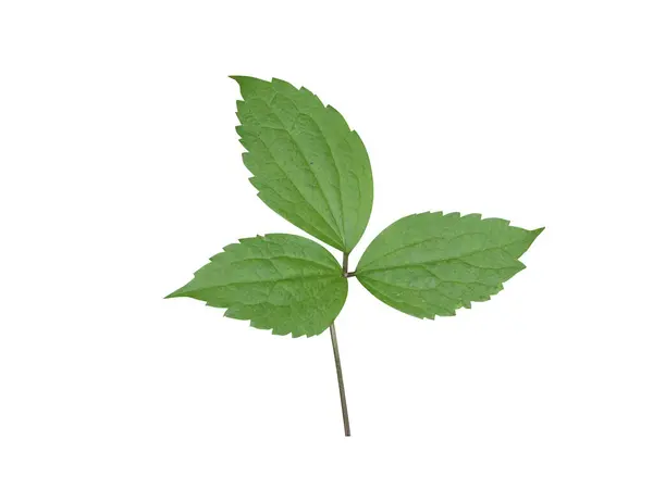 Clematis recta ya da Clematis yaprakları beyaz arkaplanda