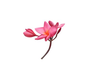 Plumeria rubra or red frangipani flowers on isolated white background clipart