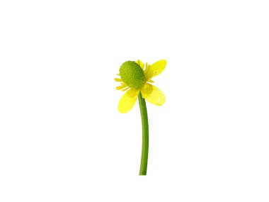 Ranunculus sceleratus flowers on isolated white background clipart