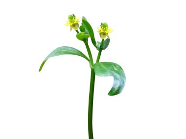 Ranunculus Sceleratus bitkisi ve beyaz arka planda çiçekler