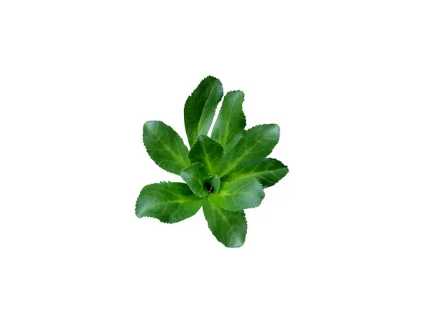 Picrorhiza kurroa ya da kutki bitkisi ve izole edilmiş beyaz arkaplanda bırakır