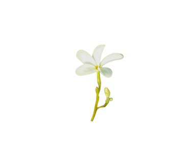 Holarrhena antidysenterica or Kurchi flowers on white background clipart