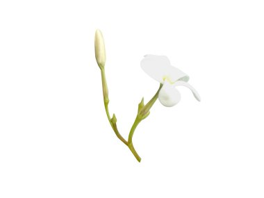 Beyaz arka planda Holarrhena antidysenterica veya Kurchi çiçekleri