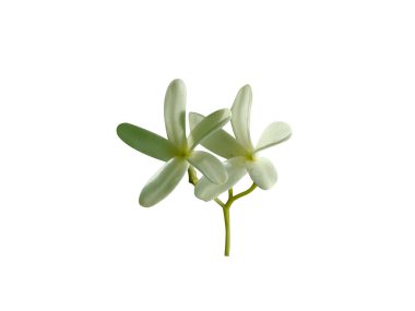 Holarrhena antidysenterica or Kurchi flowers on white background clipart