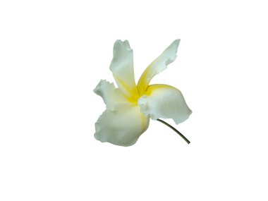 İzole edilmiş beyaz arka planda Chonemorpha parfümleri veya Frangipani sarmaşığı çiçekleri