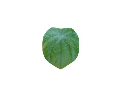 Coscinium fenestratum or yellow vine leaves on isolated white background clipart