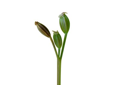 İzole edilmiş beyaz arka planda oyma ya da yeşil İran kimyonu