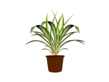 İzole edilmiş beyaz arka planda klorofil ya da örümcek bitkisi