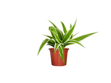 İzole edilmiş beyaz arka planda klorofil ya da örümcek bitkisi