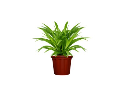 Chlorophytum or spider plant on isolated white background clipart