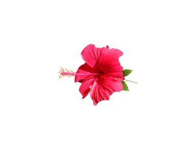 Hibiscus rosa sinensis veya Çin yalıtılmış beyaz arka planda çiçek açtı