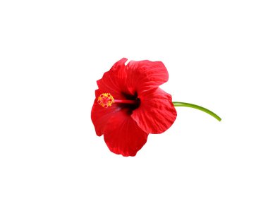 Hibiscus rosa sinensis or China rose flowers on isolated white background clipart