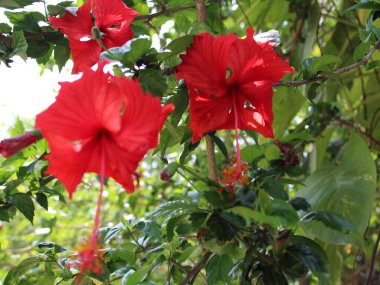 Hibiscus rosa sinensis veya Çin gülü ve çiçek