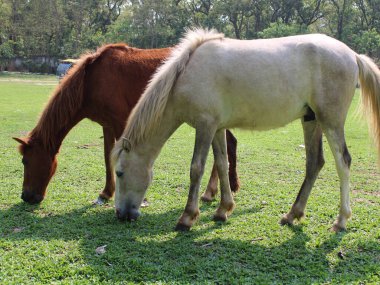 Atlar tarlada ot yiyorlar.
