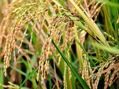 Oryza sativa or golden rice in the field clipart