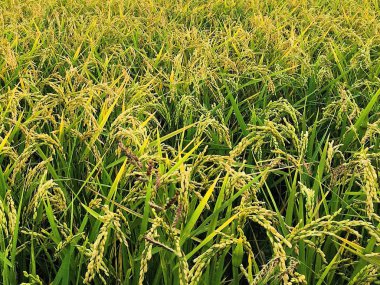 Oryza sativa ya da tarlada altın pirinç