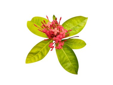 Ixora or West Indian jasmine flowers on isolated white background clipart