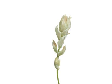 Paracalyx or Cylista scariosa flowers on isolated white background clipart