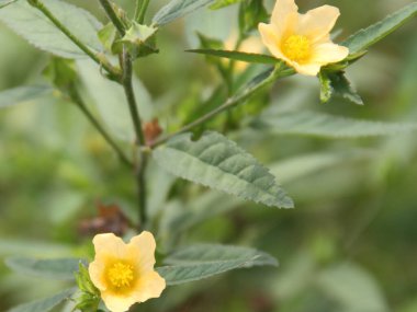 Sida ya da çiçekli fanatikler