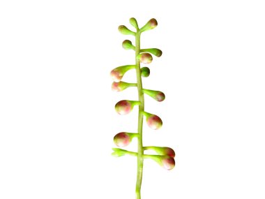 İzole edilmiş beyaz arkaplanda Barringtonia akutangula veya hijal tomurcukları