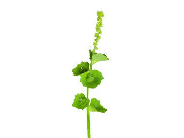 Acalypha indica or copperleaf plant on isolated white background clipart