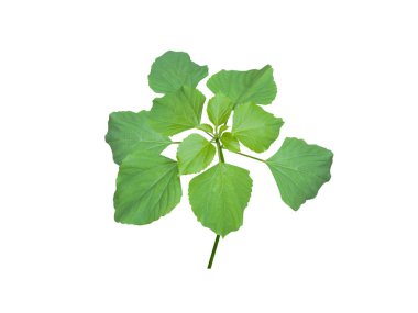 İzole edilmiş beyaz arkaplanda Acalypha indica ya da bakır yaprağı bitkisi