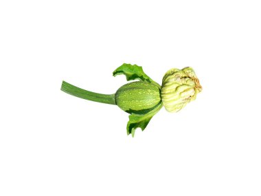 Cucurbita maxima veya balkabağı çiçeği ve izole beyaz arka planda tomurcuklar