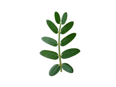 Tribulus terrestris or goathead leaves on isolated white background clipart