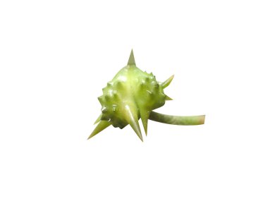 Tribulus terrestris or goathead fruits on isolated white background clipart