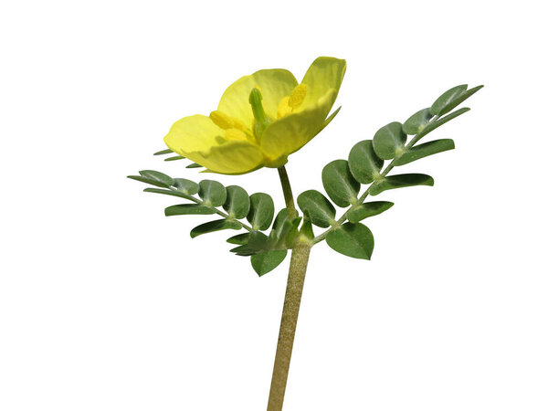 Tribulus terrestris or goathead plant flowers on isolated white background