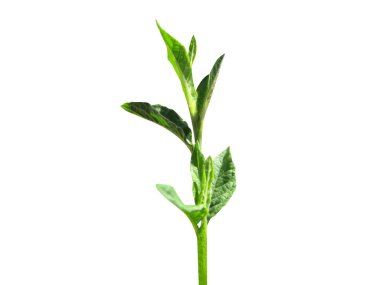 Fil küreği ya da filler izole edilmiş beyaz arka planda ayak bitkisi