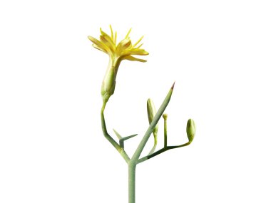 Çamaşır ya da koyu yapraklı çamaşırhane çiçekli yalıtılmış beyaz arka plan