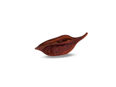 Brachychiton populneus or kurrajong dried fruit seeds on isolated white background clipart