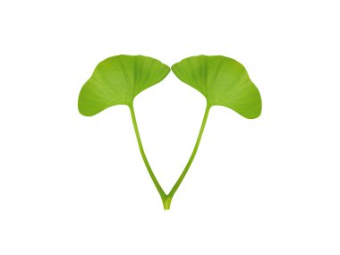 Ginkgo biloba ya da yalıtılmış beyaz arka planda bekâret ağacı