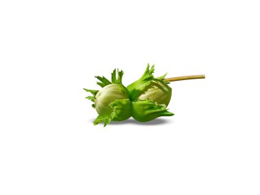 Corylus avellana or Common hazel green fruits isolated on white background clipart