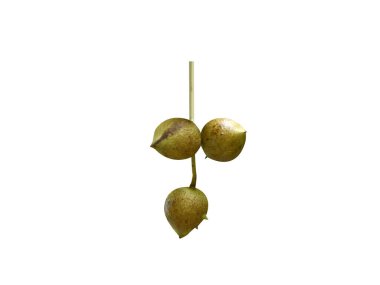 Schleichera or Schleichera oleosa fruits isolated on white background clipart