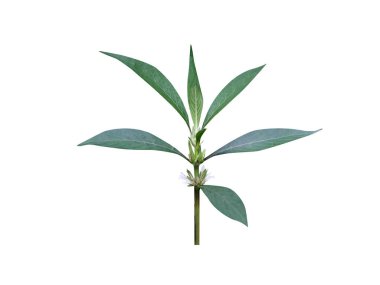 Hygrophila or swampweed plant isolated on white background clipart