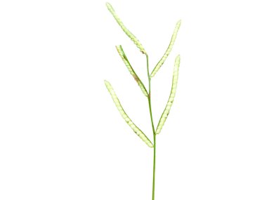 Paspalum scrobiculatum veya koda darı çiçek tomurcukları beyaz arkaplanda izole