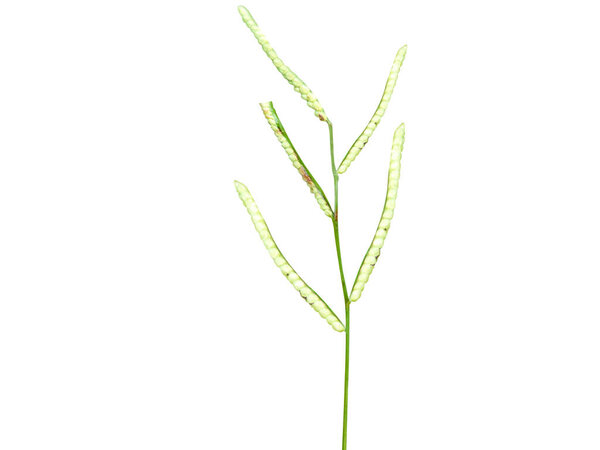 Paspalum scrobiculatum or koda millet flower buds isolated on white background