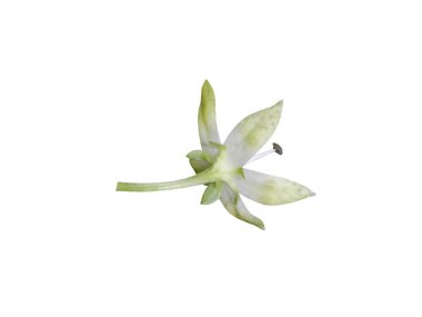 Beyaz arkaplanda izole edilmiş Swertia ya da chireta çiçekleri