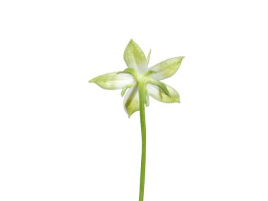 Beyaz arkaplanda izole edilmiş Swertia ya da chireta çiçeği