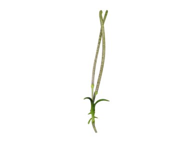 Sisymbrium irio veya Norta irio çiçeği ve tomurcukları beyaz arkaplanda izole edilmiş.