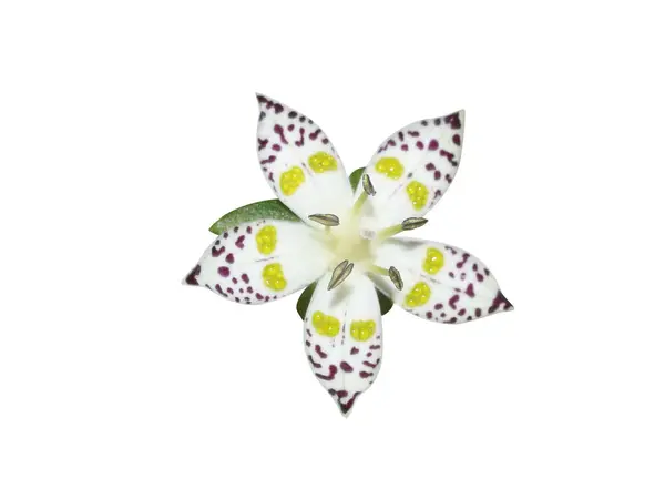 Beyaz arkaplanda izole edilmiş Swertia ya da chireta çiçekleri