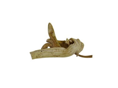 Beyaz arkaplanda izole edilmiş althaea officinalis veya marsh mallow kökü