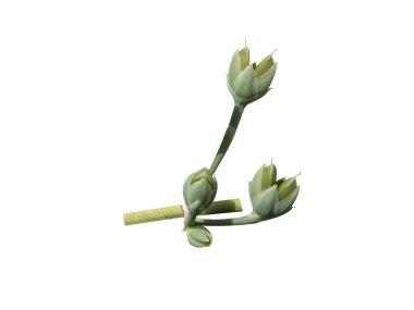 Ephedra or jointfir buds isolated on white backgroun clipart