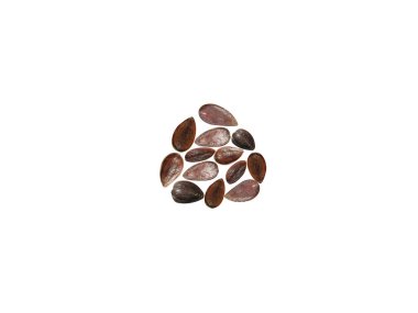 Ephedra or jointfir seeds isolated on white backgroun clipart