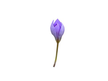 Crocus sativus or autumn crocus flowers isolated on white background clipart